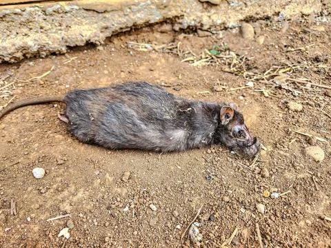 Dead rat lying on the ground	 Stock Photos