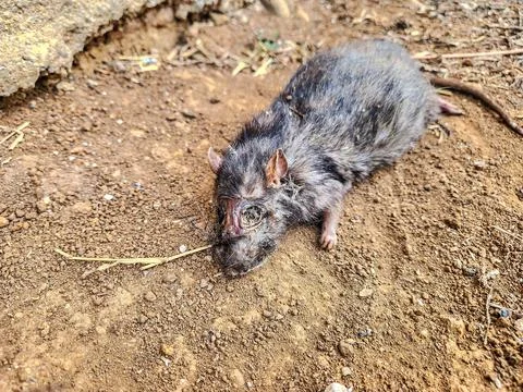 Dead rat lying on the ground	 Stock Photos