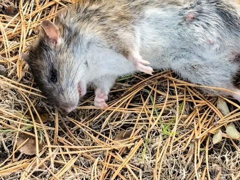 A dead rat lying on its side under the influence of a nerve agent. Represen.. Stock Photos