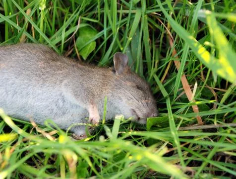 Dead rat lying in long grass Stock Photos