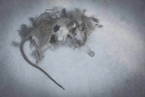 Dead rat, mouse on floor. Dead rat on a ground. Stock Photos