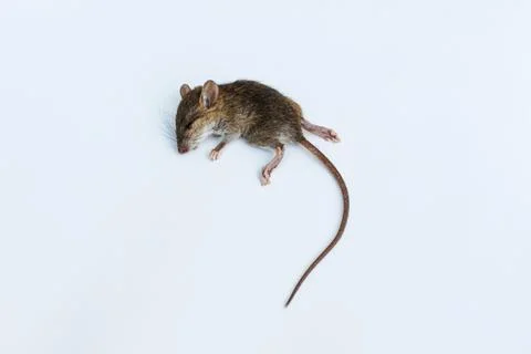 Dead rat (Mouse), on white background Stock Photos