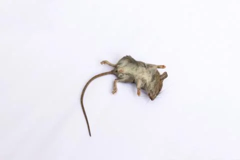 Dead rat (Mouse), on white background Stock Photos