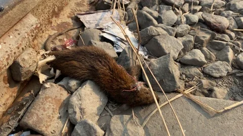 Dead Rat Next To Rusty Railway On Concrete Sleeper And Rocks. Close Up Stock Footage 168662784