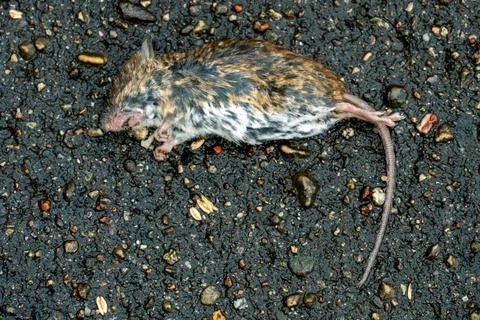 A dead rat or mouse is lying on a wet sidewalk. Problems in the city with rod Stock Photos