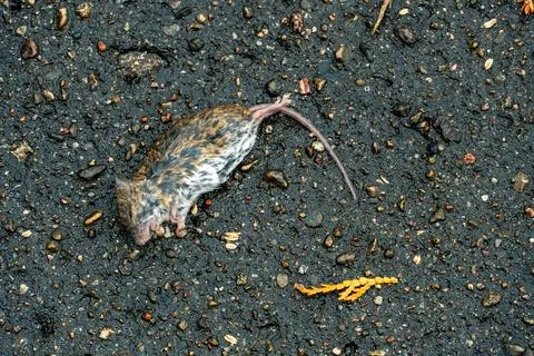 A dead rat or mouse is lying on a wet sidewalk. Problems in the city with rod Stock Photos
