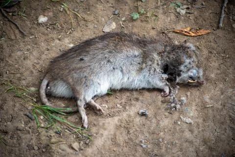 A dead rat outside Stock Photos