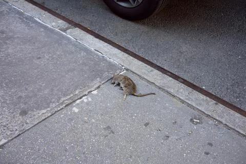 Dead rat on pavement Stock Photos