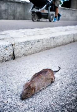 Dead rat Stock Photos