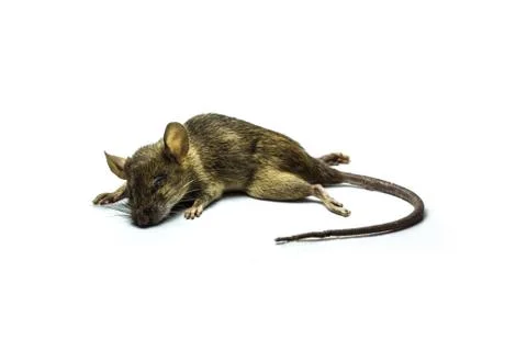 Dead rat Stock Photos