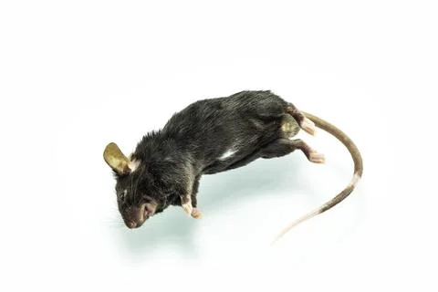 Dead rat Stock Photos