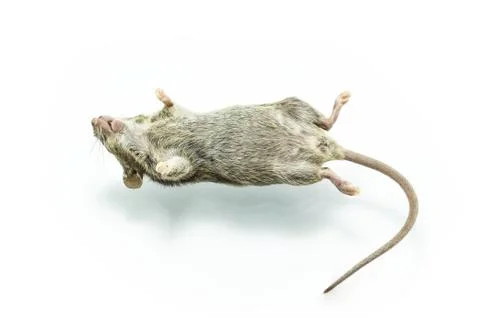 Dead rat Stock Photos