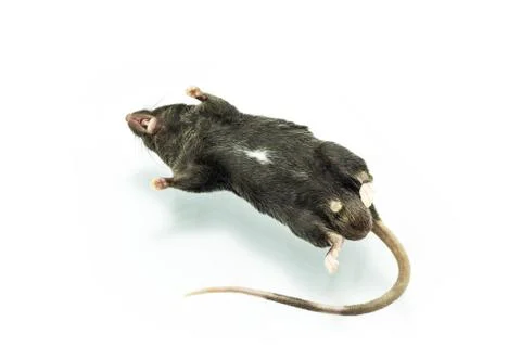 Dead rat Stock Photos