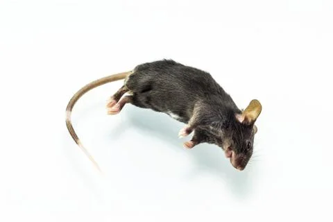 Dead rat Stock Photos