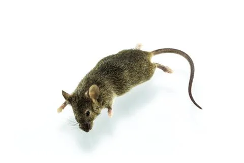Dead rat Stock Photos