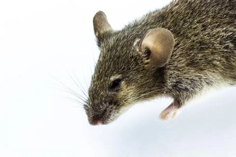 Dead rat Stock Photos