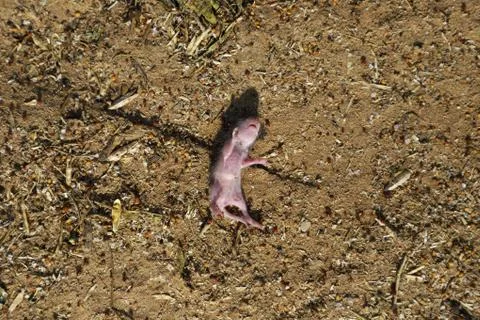 Dead rat Stock Photos