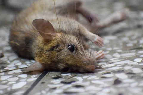 Dead rat Stock Photos