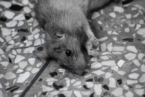 Dead rat Stock Photos