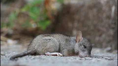 Dead rat, poisoned Stock Footage 32868348