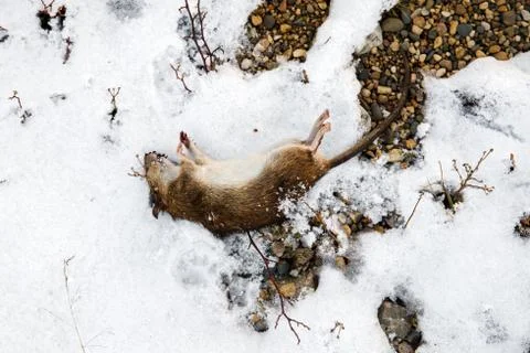 Dead rat on snow Stock Photos