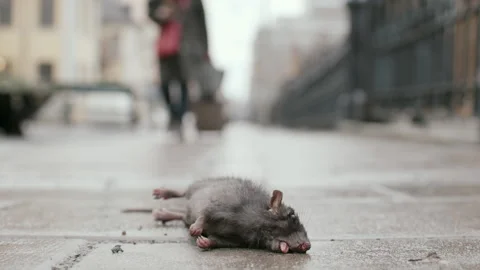 Dead rat in town facing the camera Vidéo 233095447