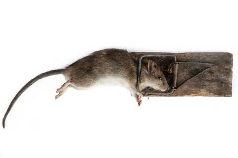 Dead rat in a trap Stock Photos