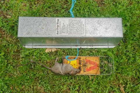 A dead rat in a trap, predator free New Zealand 2050. Stock-Fotos