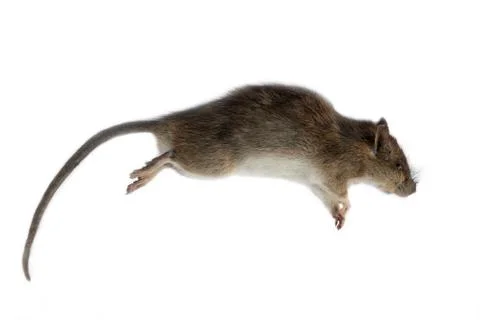 Dead rat on white background Stock Photos
