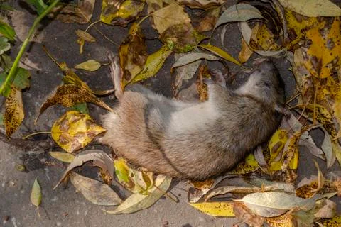 Dead rats on the floor. Stock Photos
