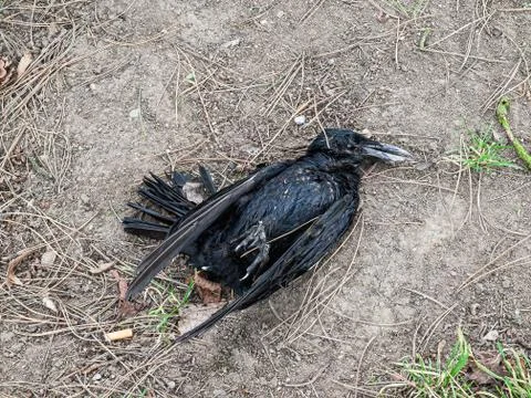 Dead raven 写真素材