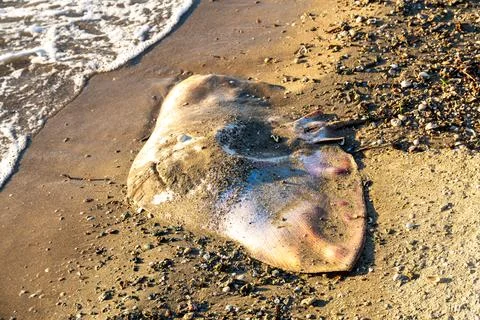 Dead Ray Washed Ashore on Sandy Beach Foto stock