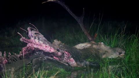 Dead red deer with antlers Cervus elaphus at night killed by wolves canis lupus. Stock Footage 261367580