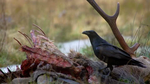 Dead red deer, with antlers, Cervus elaphus, killed by wolves, canis lupus. Stock-Footage 261367889