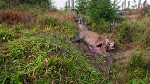 Dead red deer (Cervus elaphus) carcass in a gloomy spruce forest, carrion Stock-Footage 297741261