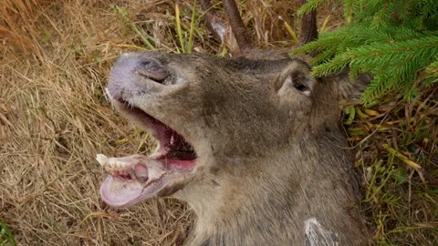 Dead red deer (Cervus elaphus) carcass in a gloomy spruce forest, carrion Stock Footage 297741335