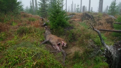 Dead red deer (Cervus elaphus) carcass in a gloomy spruce forest, carrion Video stock 297741475