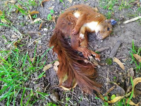 Dead red Eurasian squirrel as fallen animal on the ground with dead body Stock Photos