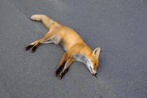 Dead red fox Stock Photos