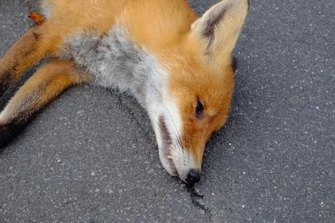 Dead red fox Foto stock