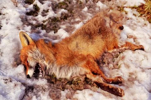 Dead red fox Foto stock