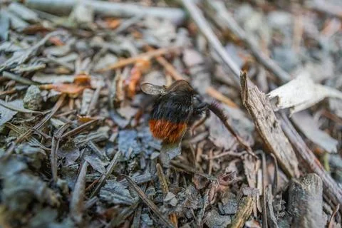 Dead Red-tailed Bumblebee Bombus lapidarius on woodland floor Cornwall Stock Photos