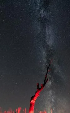 Dead red tree trunk pointing to milky way Stock Photos