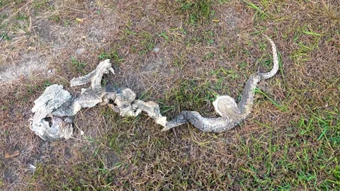 A dead reticulated python Vídeo Stock 328017322