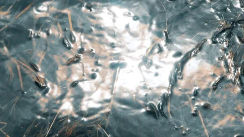 Dead river algae. Bad ecology. Stock Footage 107134319