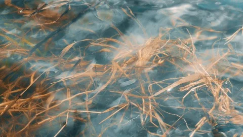 Dead river algae. Bad ecology. Stock Footage 107134375