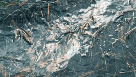 Dead river algae. Bad ecology. Stock Footage 107134394