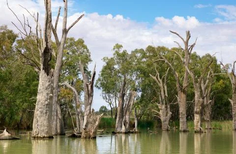 Dead river trees Stock Photos