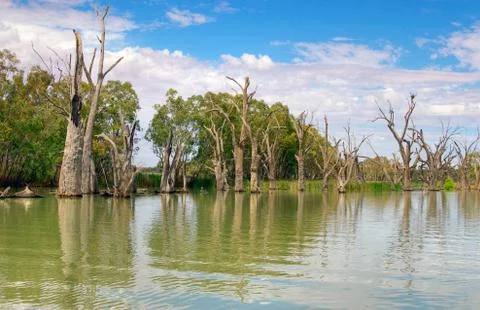 Dead river trees Stock Photos