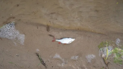 Dead roach fish on polluted water lake beach. Gimbal motion shot Stock Footage 117413050